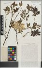 Foto von Salix lapponum L. x Salix phylicifolia L.
